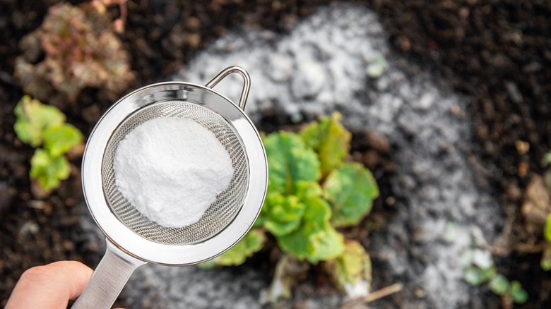 sprinkling baking soda on soil