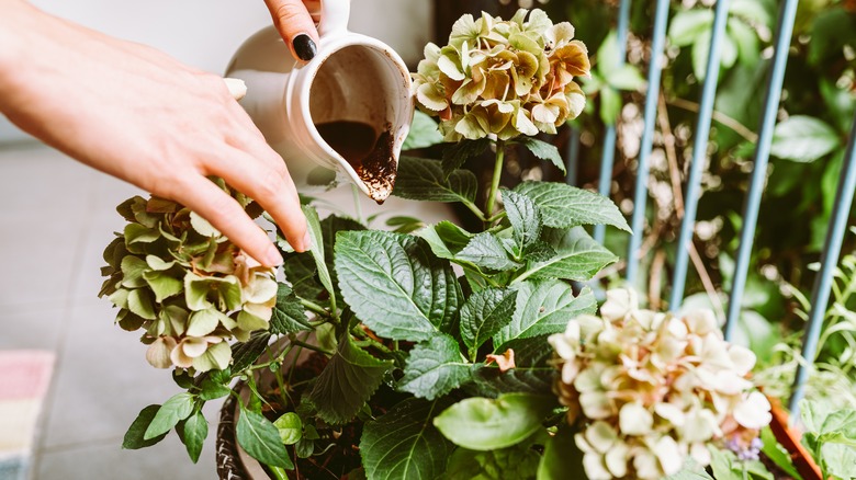 pouring coffee in a plant