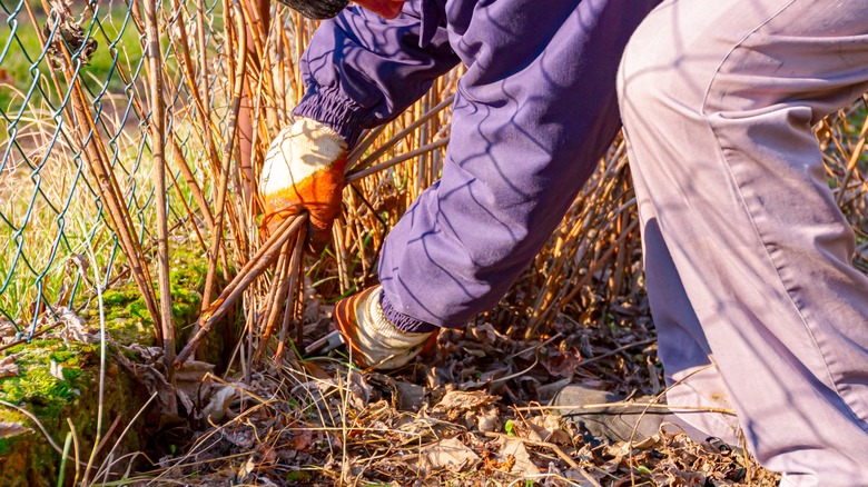 person cutting stems in yard