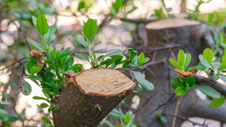 cut top of branch