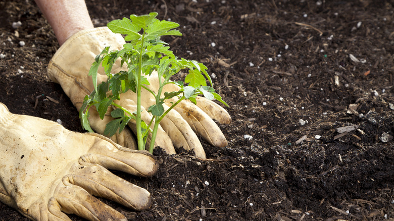 gardener planting a tomato