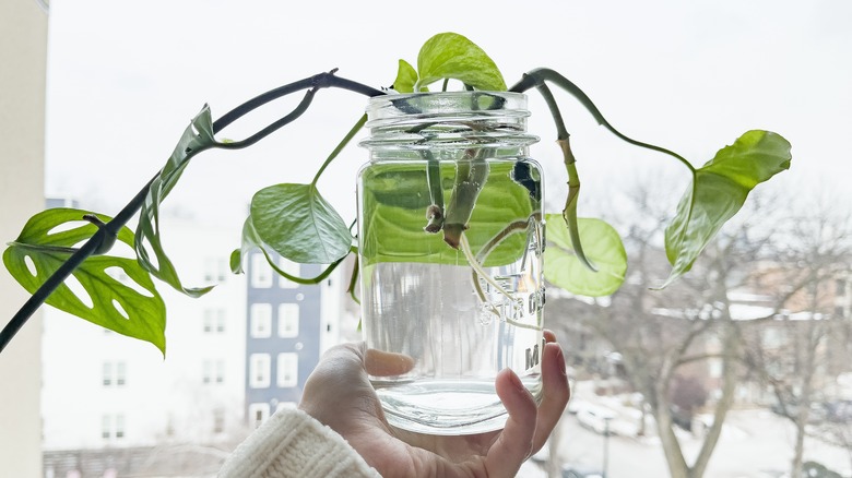 plants rooting in water