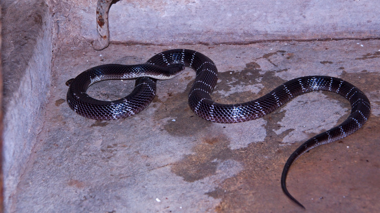 Snake on concrete floor