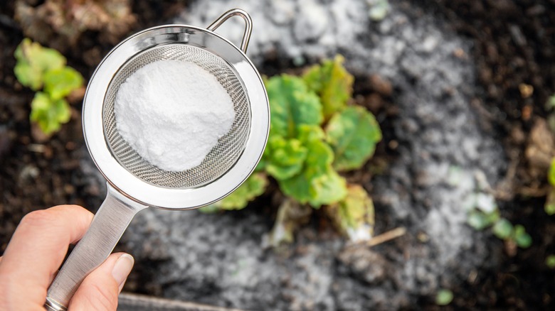 person sifting powder around plant