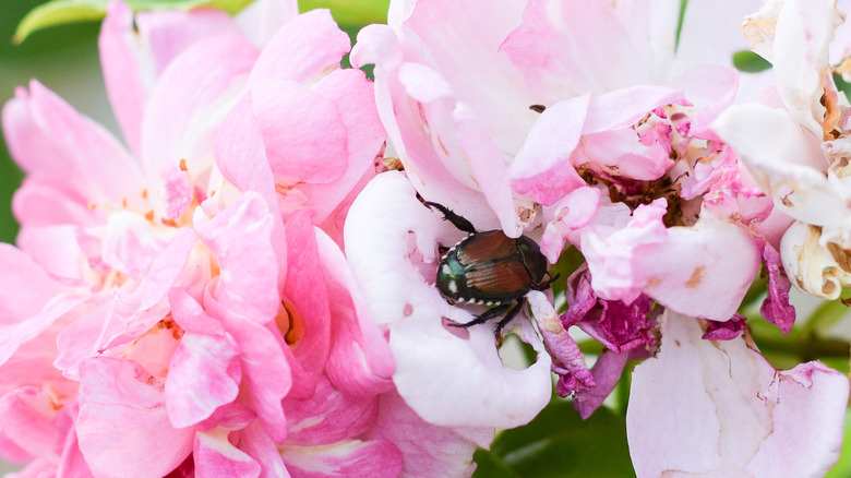 Japanese beetle on pink flower