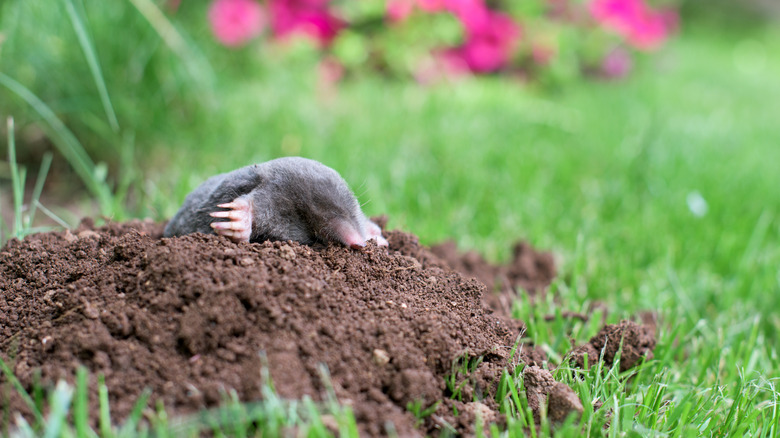 mole in a garden