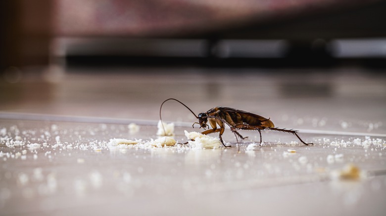 Cockroach feeding on crumbs