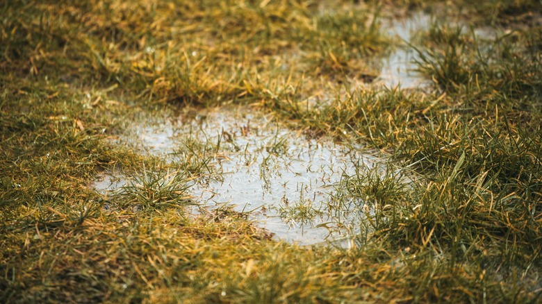 standing water on grass