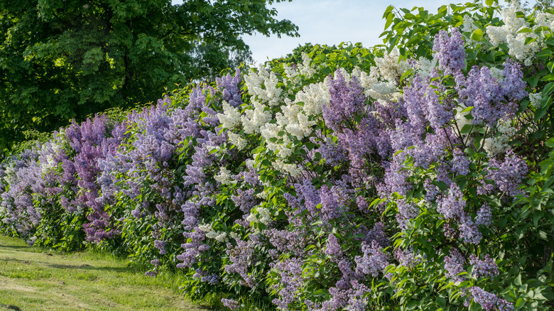 lilac hedge