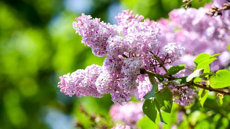 lilacs 