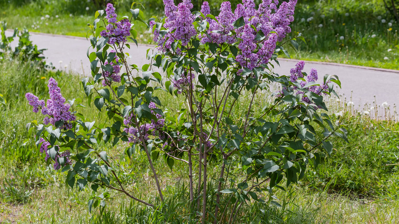 suckers around purple lilacs