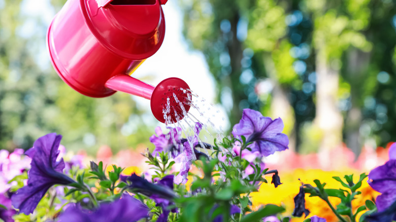 red watering can with purple petunias