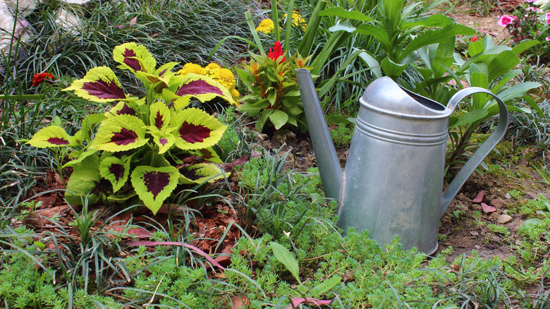 watering can near coleus in flower bed