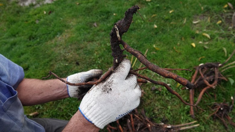 dividing roots of peony bush