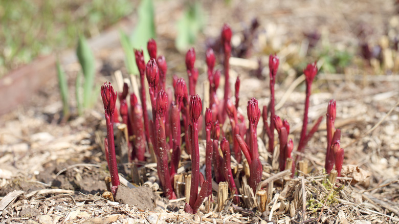 peony shoots in spring