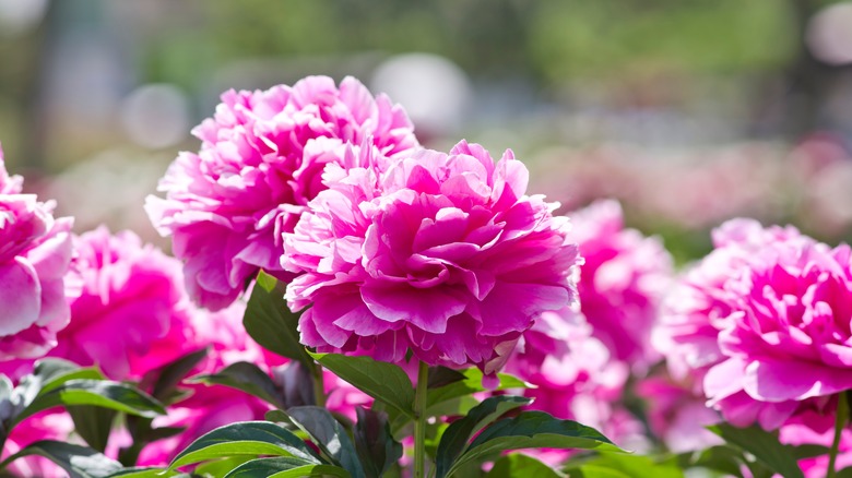 hot pink peonies in sun