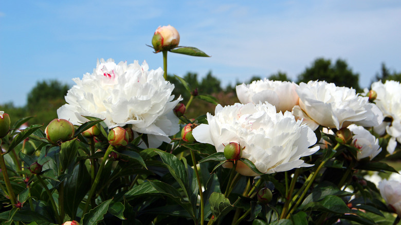 white peonies