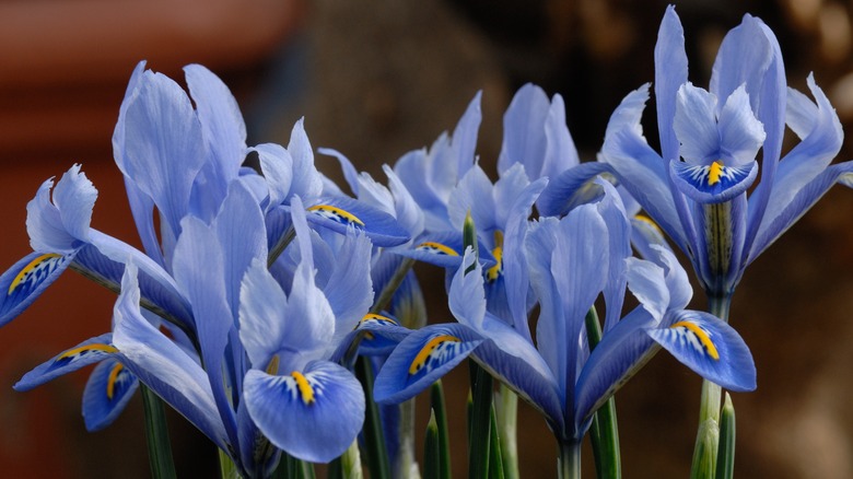 Iris reticulata Alida