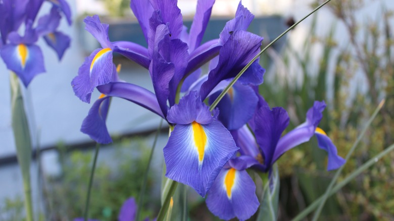 Blue Dutch iris