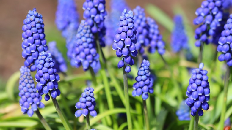 Blue grape hyacinths