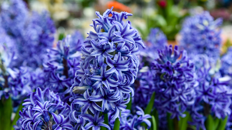 Blue Jacket hyacinth