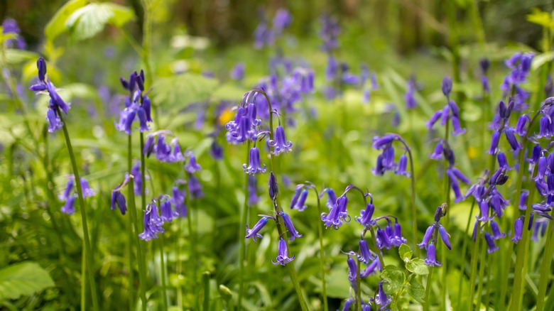 English bluebells