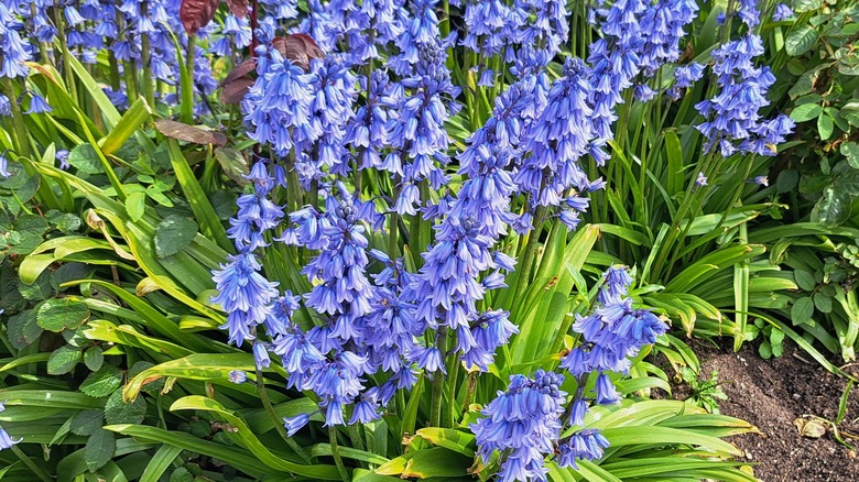 Spanish bluebells