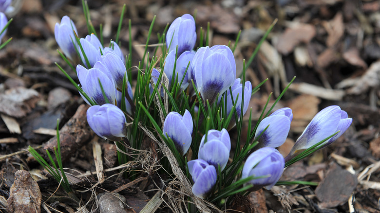 Blue Pearl crocus