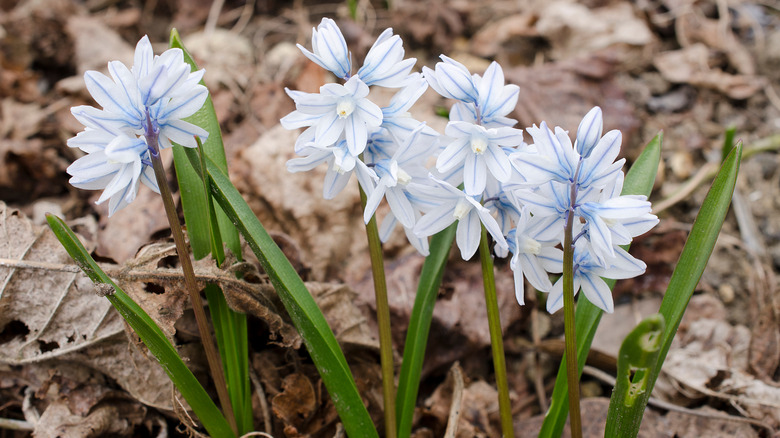 Early Stardrift flowers