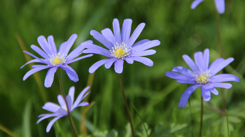 blue anemone