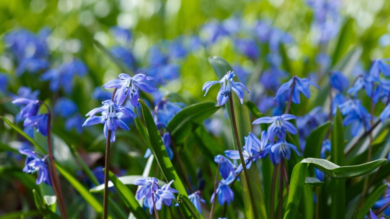 blue squill