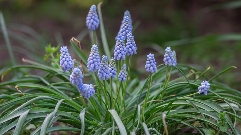 Valerie Finnis muscari