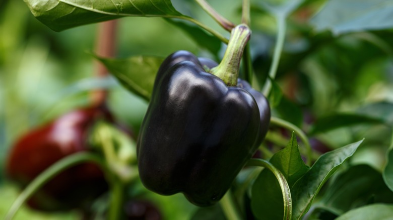 black sweet pepper on plant