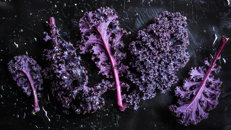 purple kale leaves