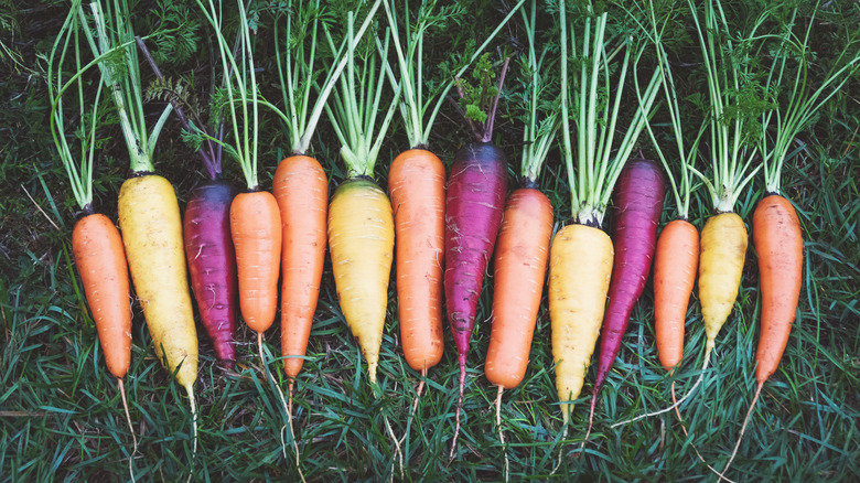 rainbow carrots in grass