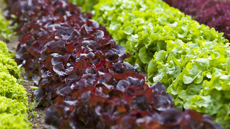 red and green lettuce growing