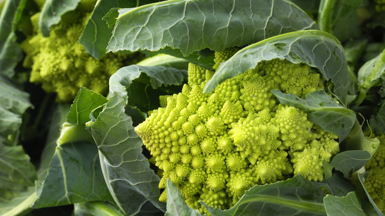 Romanesco broccoli growing in garden