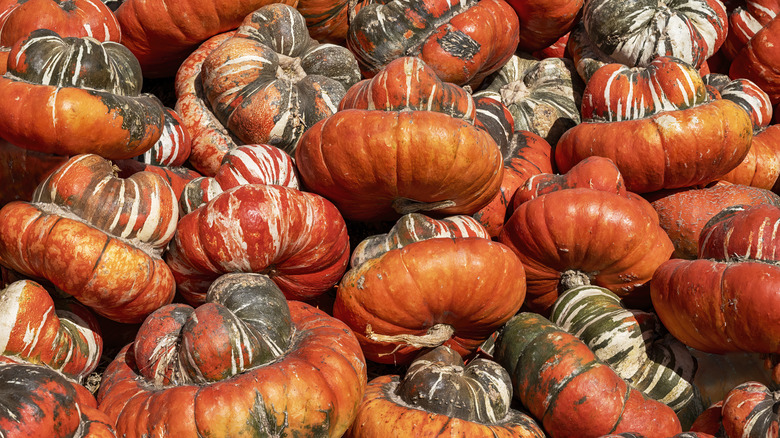 orange Turban squash