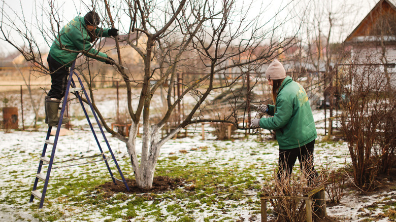 two people pruning apple tree