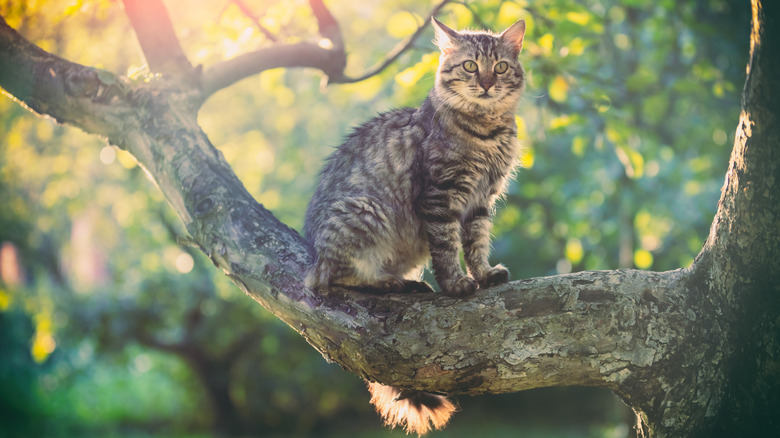 cat in apple tree