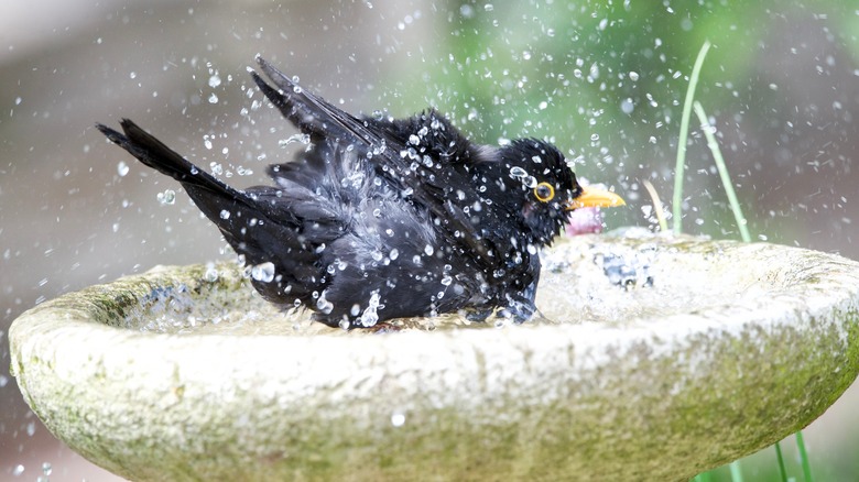 blackbird in birdbath