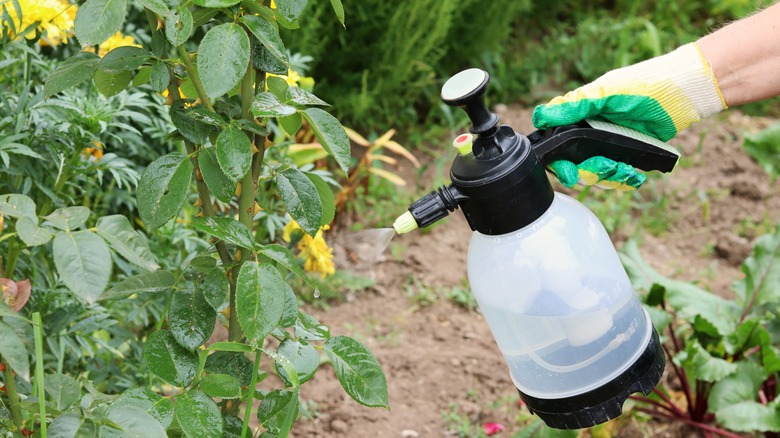 using pesticide in garden