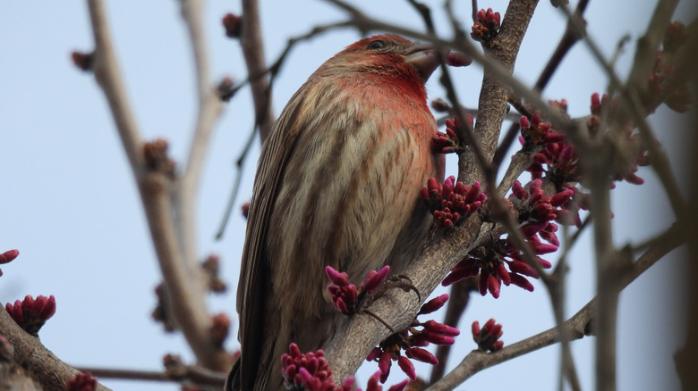 bird on redbud tree