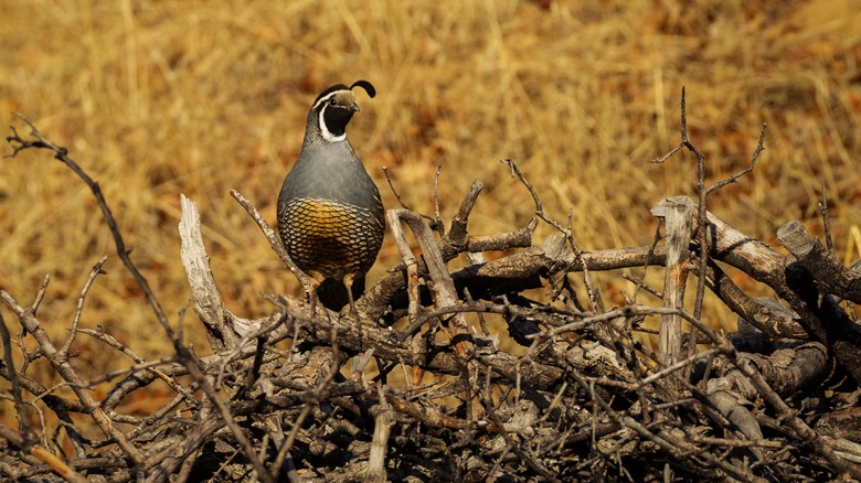 quail on brush pile