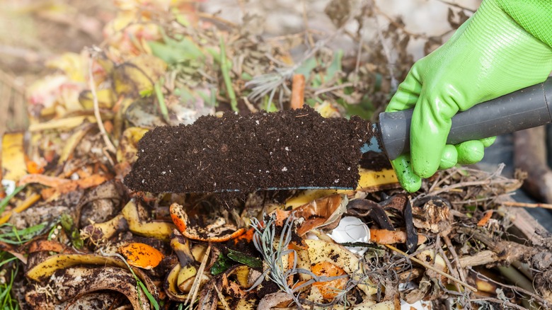 compost with food scraps