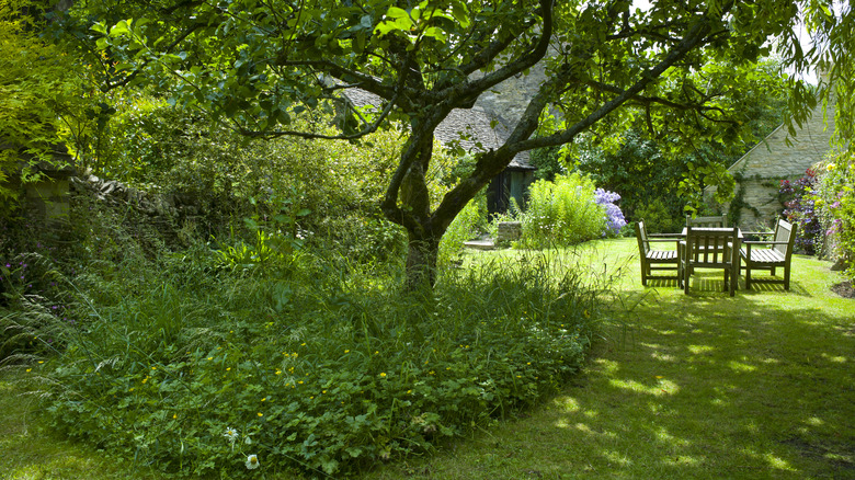 shady cottage garden