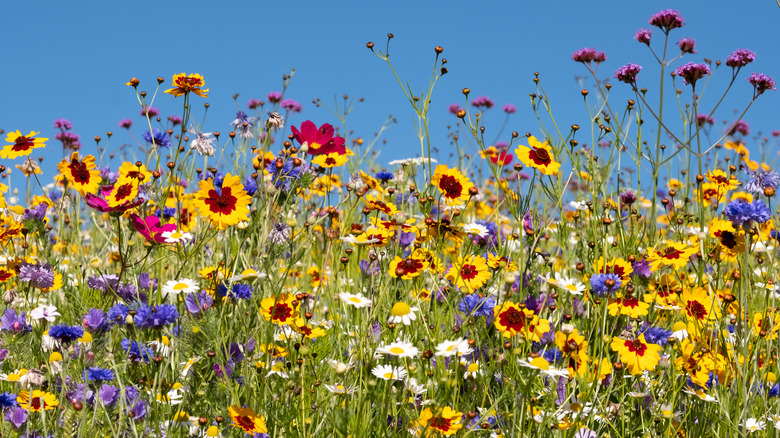 wildflowers against blue sky