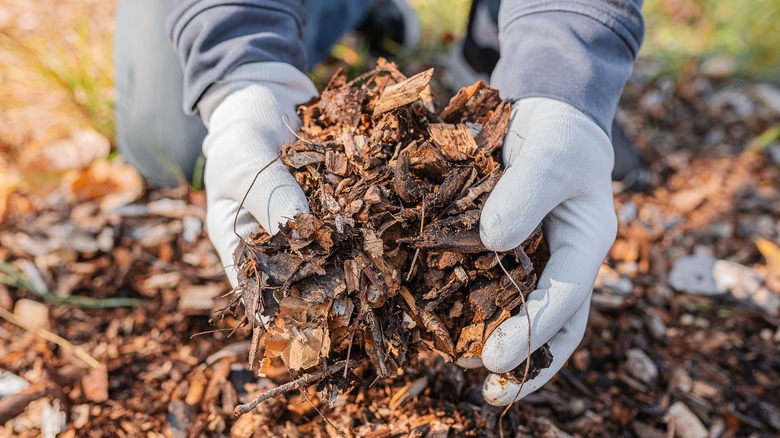 gloved hands holding mulch