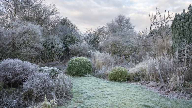 Frost covers a garden in winter.