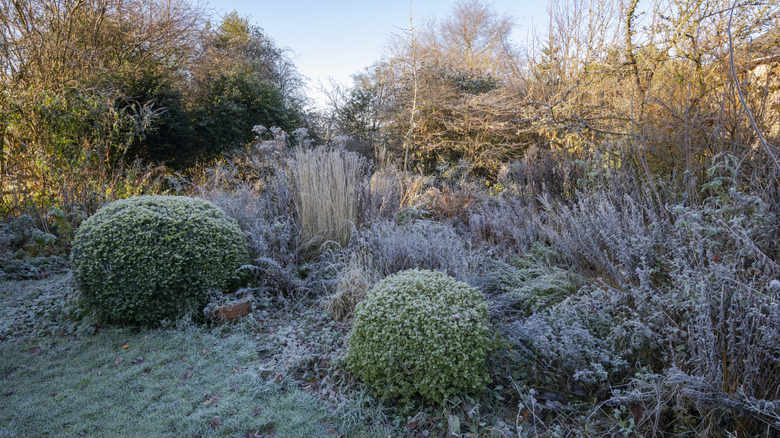 Frost covers shrubs in a perennial garden.